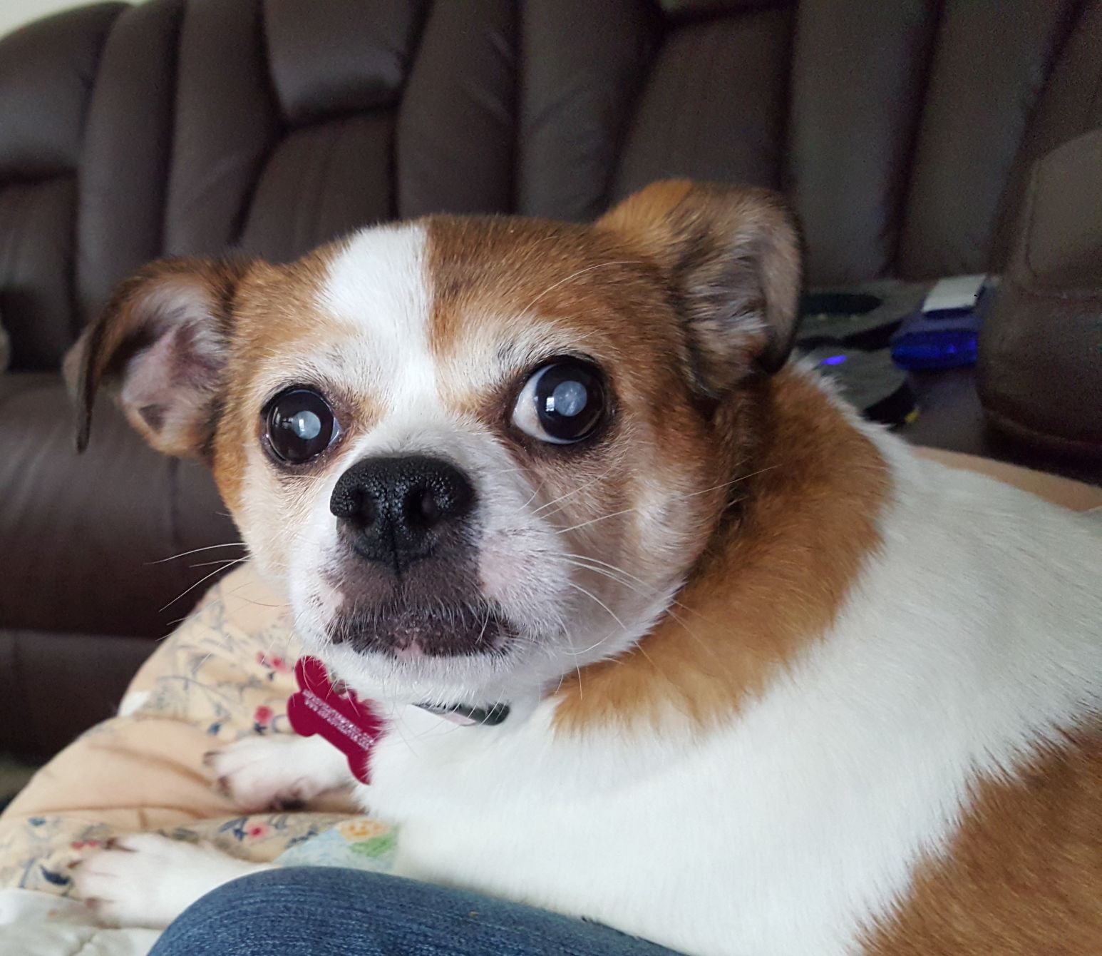 Advocates for Abused and Abandoned Pets -Choo Choo2.jpg